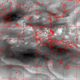 2006072016.56F.IR3.gif