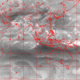 2006072916.01F.IR3.gif