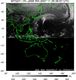 MTSAT1R-140E-200711290657UTC-IR4.jpg