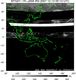 MTSAT1R-140E-200712130513UTC-IR4.jpg