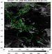 MTSAT1R-140E-200803020230UTC-IR4.jpg