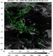 MTSAT1R-140E-200803020330UTC-IR4.jpg