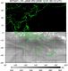 MTSAT1R-140E-200912010013UTC-IR3.jpg